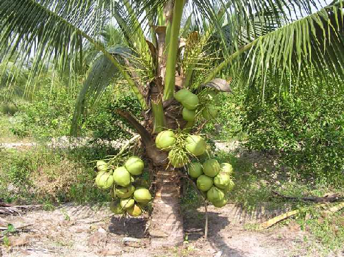 Ý nghĩa của cây dừa trong dân gian Việt Nam 