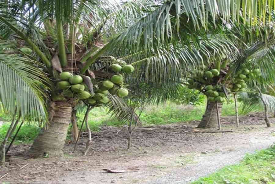 Công dụng của cây dừa trong đời sống con người