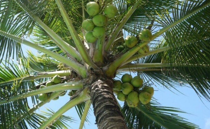 Cây dừa là cây gì?