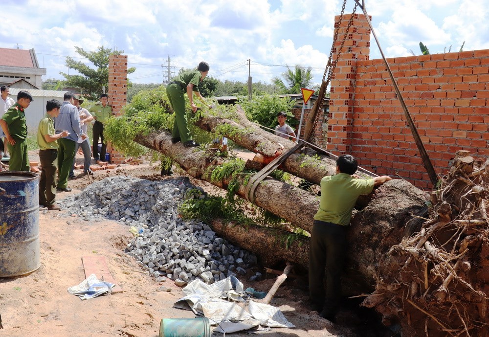 Hình ảnh cây giáng hương trong tự nhiên