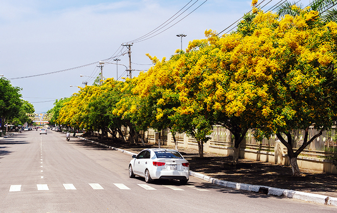 Cây giáng hương có mấy loại? 