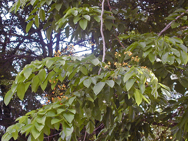 Cây giáng hương lá nhỏ (cây giáng hương đỏ) 