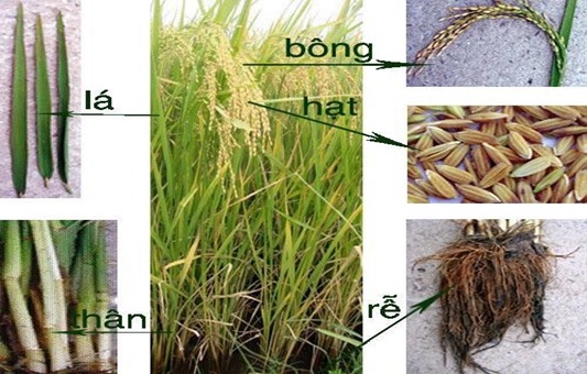 Cấu tạo và đặc điểm, hình dạng của cây lúa