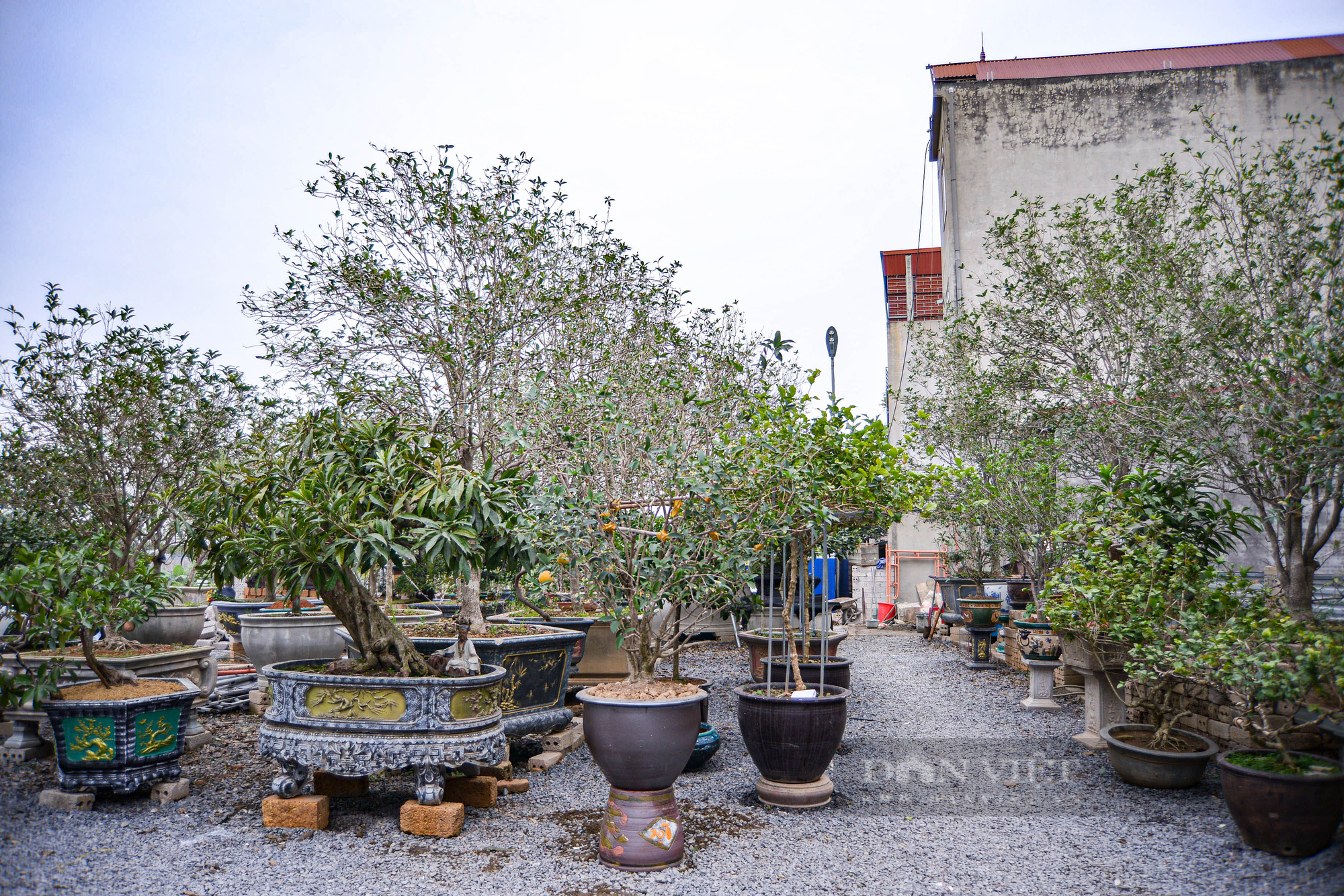 Vườn mộc hương có giá hàng trăm tỷ tại Phú Thọ