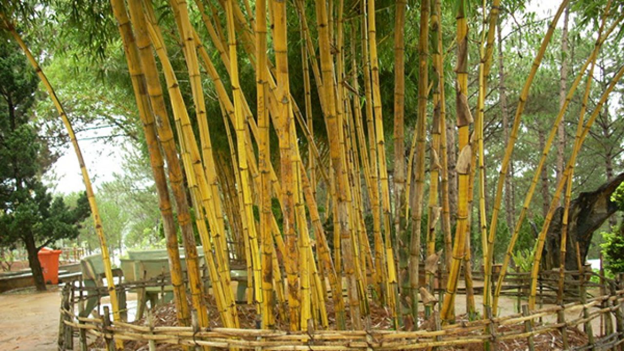 Ý nghĩa của cây tre đối với văn hóa Việt Nam