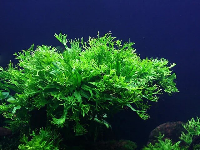 Cách trồng cây dương xỉ thủy sinh