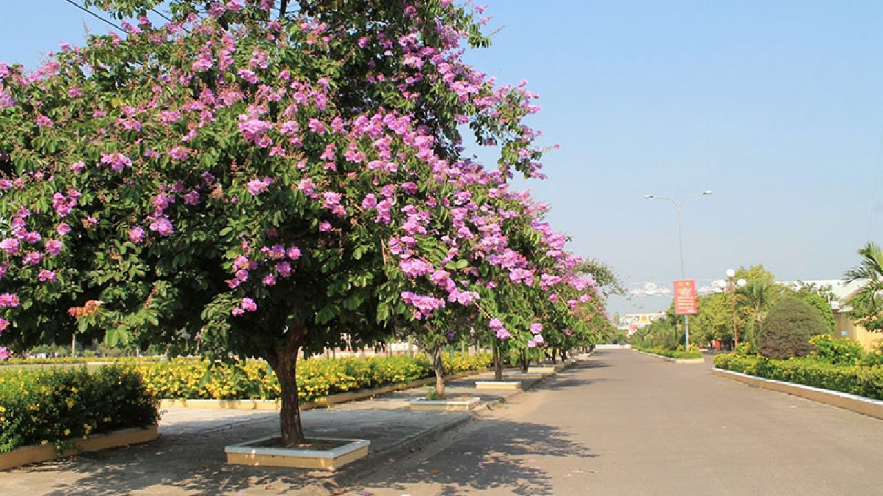 Cây bằng lăng cao bao nhiêu?