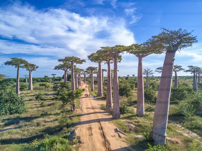 Đặc điểm cây bao báp ở Châu Phi