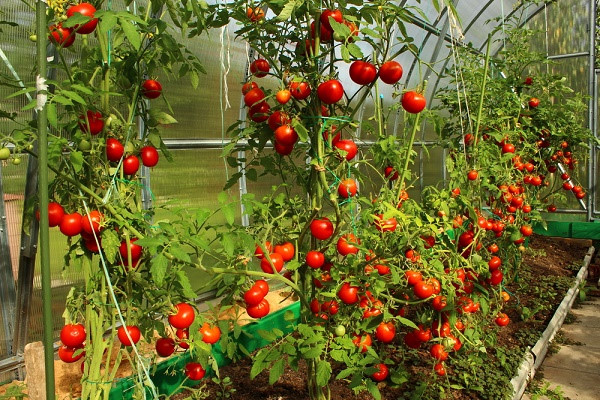 Hình ảnh cây cà chua trong tự nhiên