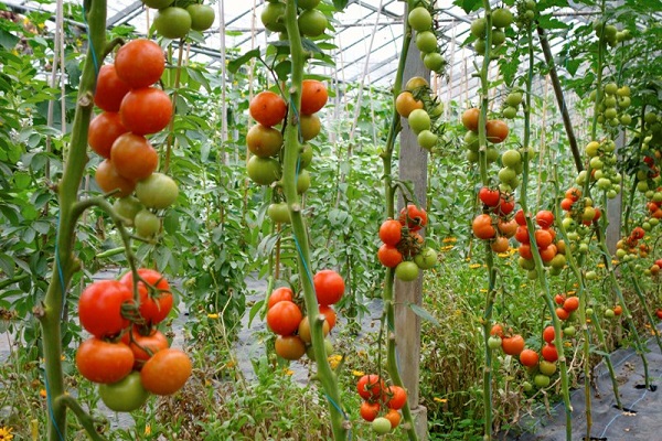 Đặc điểm và tuổi thọ cây cà chua