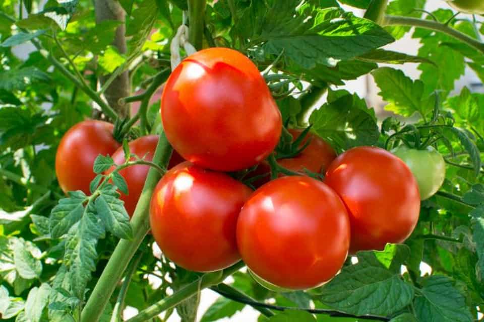 Hình ảnh cây cà chua trong tự nhiên