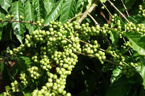 Hình ảnh cây cà phê trong tự nhiên