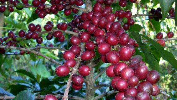 Đặc điểm sinh thái của cây cà phê