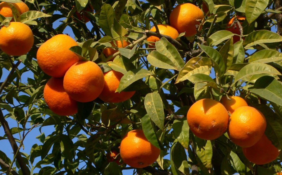 Hình ảnh cây cam trĩu trái đẹp