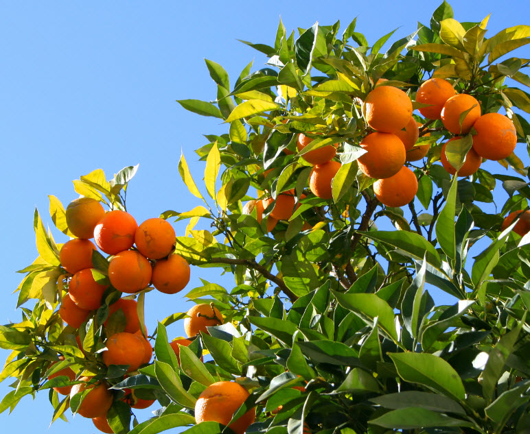 Giới thiệu về cây cam