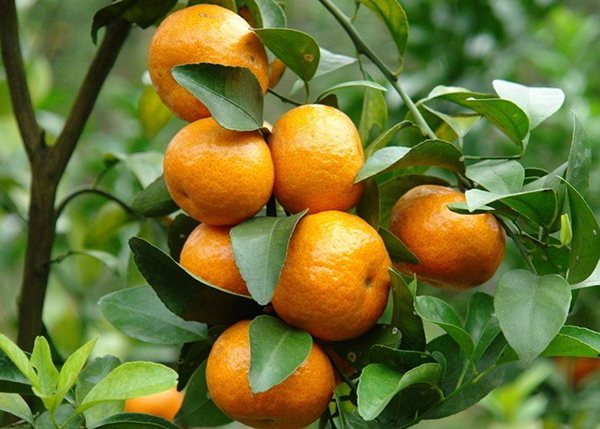 Hình ảnh cây cam trĩu trái đẹp