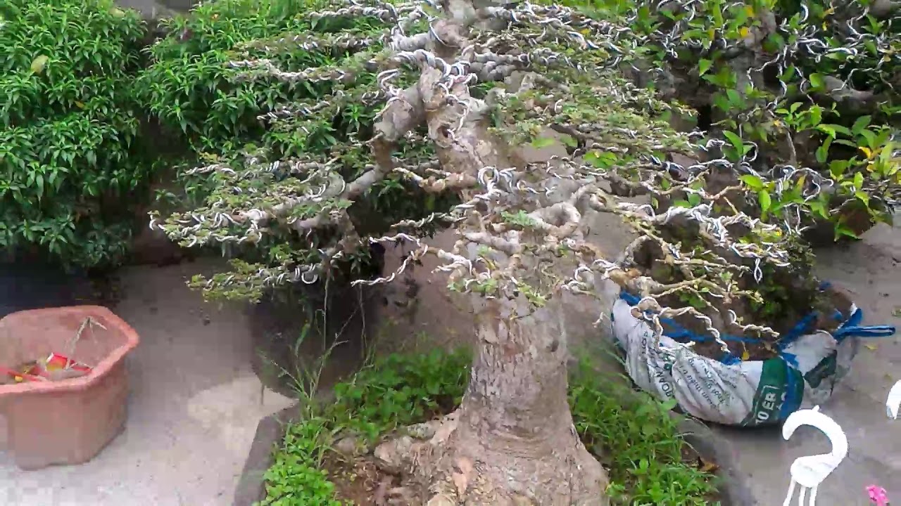 Cách trồng cây cần thăng