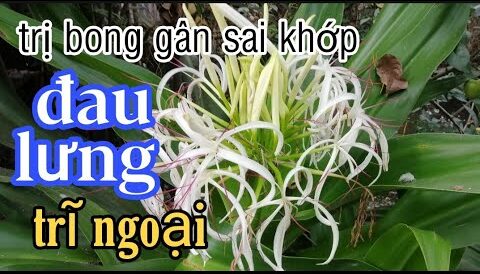 Cây đại tướng quân chữa bệnh gì?