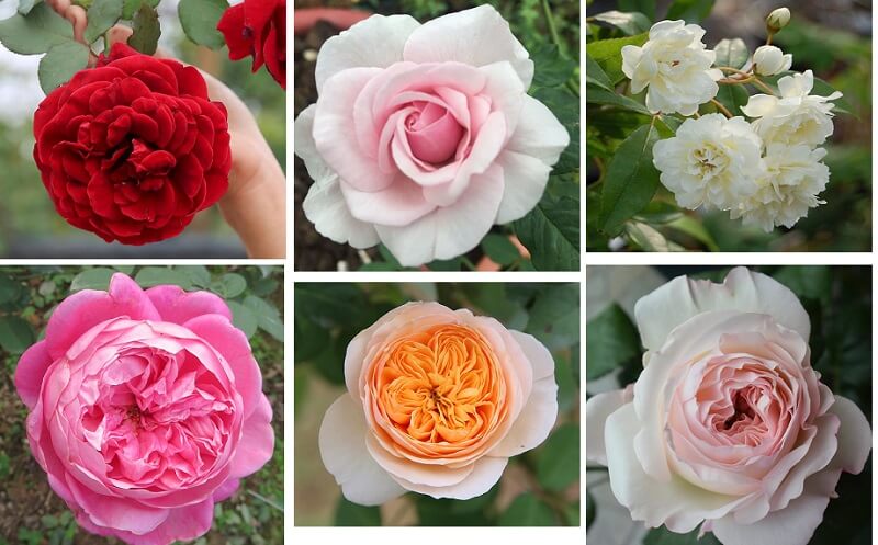 Cây hoa hồng: Đặc điểm, phân loại, ý nghĩa và cách chọn