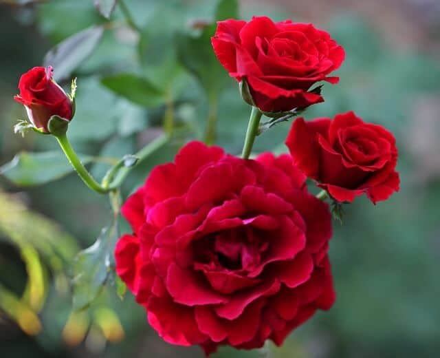 Cây hoa hồng nhung