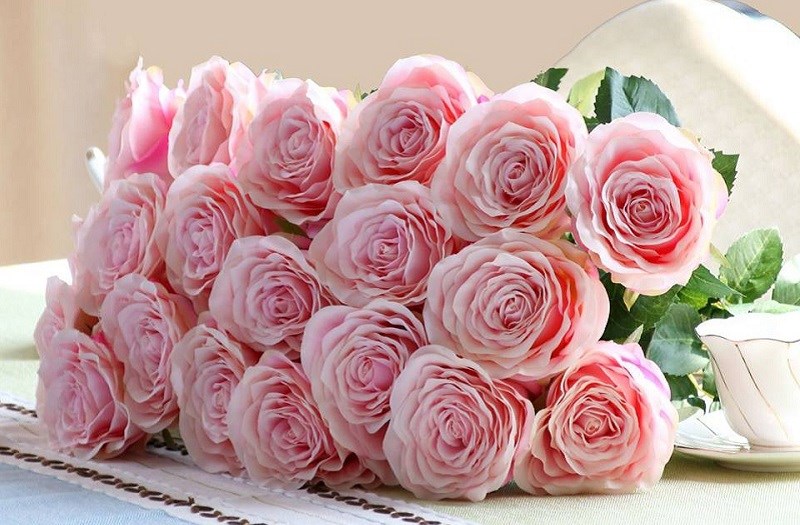 Cây hoa hồng Pháp