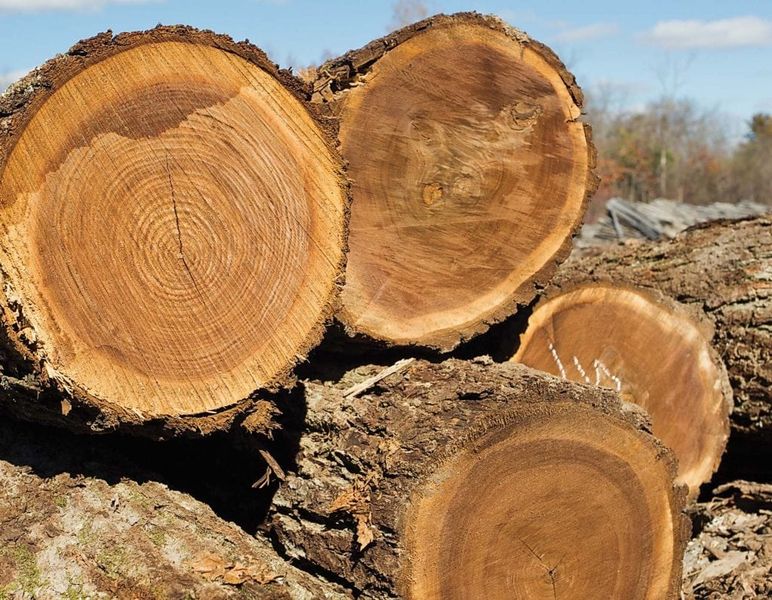 Trồng cây óc chó lấy gỗ mang lại giá trị kinh tế gì?