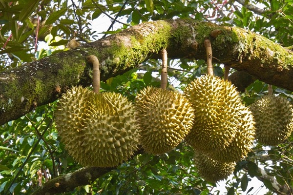 Hình ảnh cây sầu riêng trong tự nhiên
