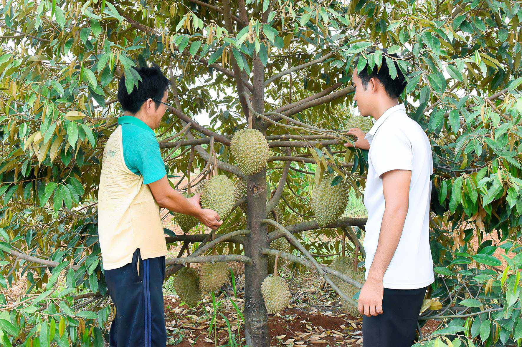 Các vườn cây sầu riêng lớn tại Việt Nam