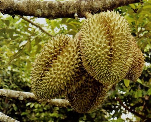 Kỹ thuật trồng cây sầu riêng nhanh ra trái