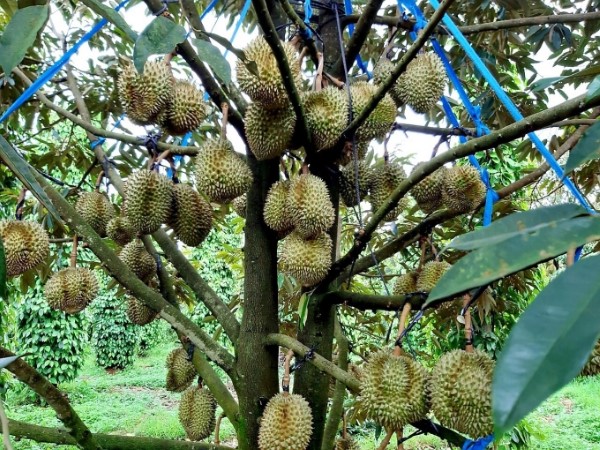 Hình ảnh cây sầu riêng trong tự nhiên
