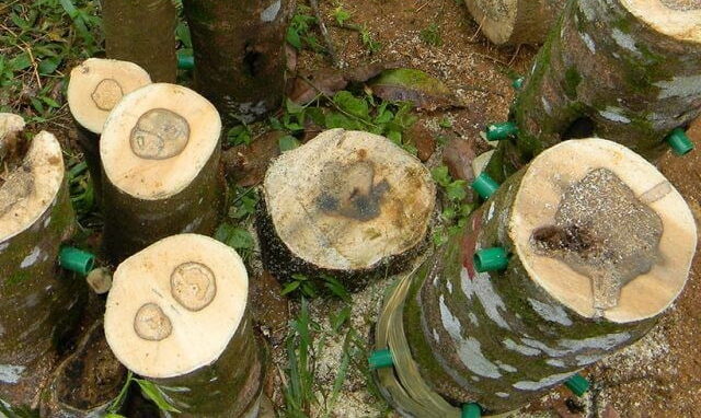 Cây trầm hương trồng bao lâu thì cho gỗ trầm?