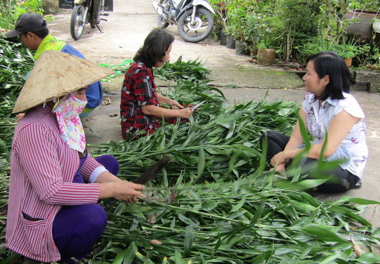 Hình ảnh cây trường sinh lá dài