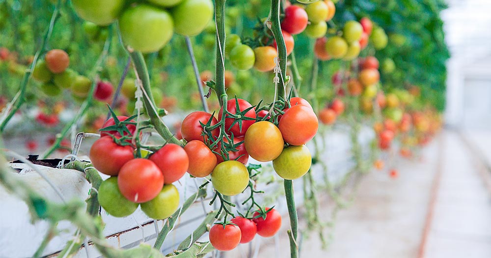 Cách trồng cây cà chua bằng hạt