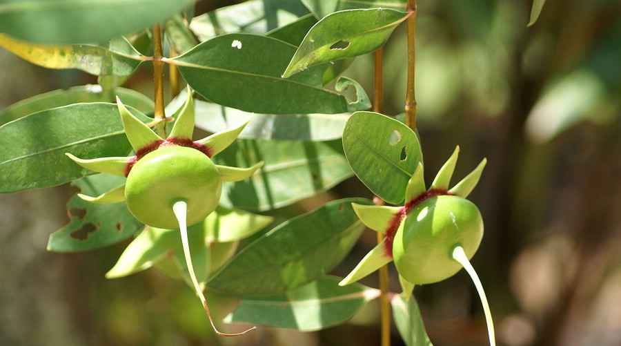 Công dụng lá cây bần