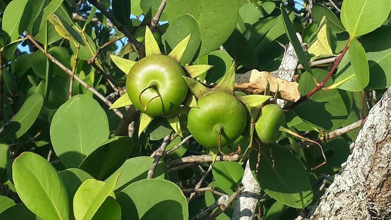 Hình ảnh cây bần trong tự nhiên