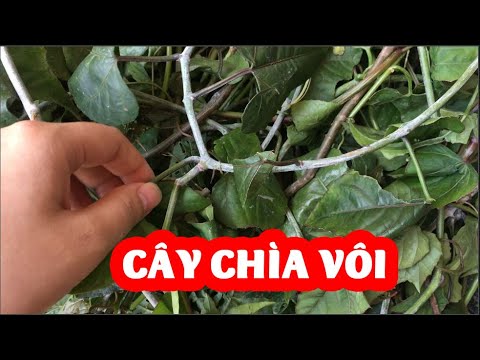 Cây chìa vôi có mấy loại?