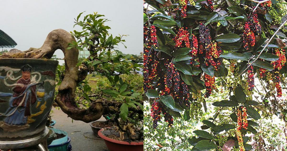 Đặc điểm cây chòi mòi bonsai