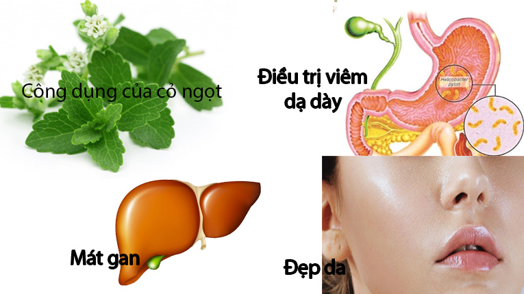 Uống nước cây cỏ ngọt có tác dụng gì?