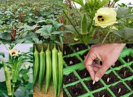 Cây đậu bắp – Đặc điểm, tuổi thọ, tác dụng và cách trồng