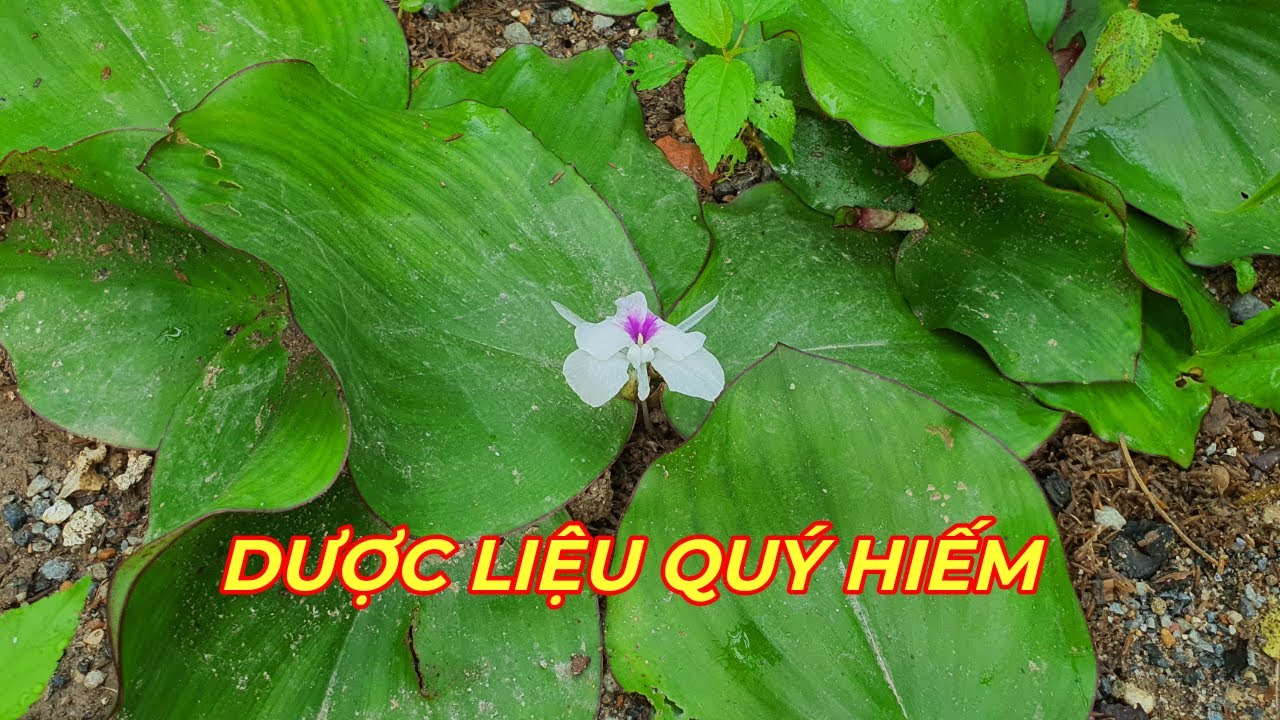 Cây địa liền mọc ở đâu?