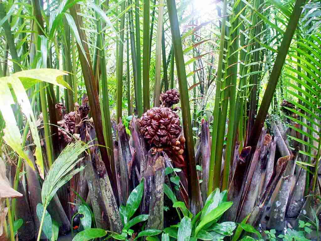Hình ảnh cây dừa nước