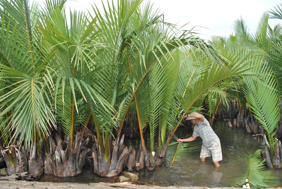 Tác dụng của cây dừa nước
