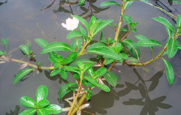 Cây hoa dừa nước
