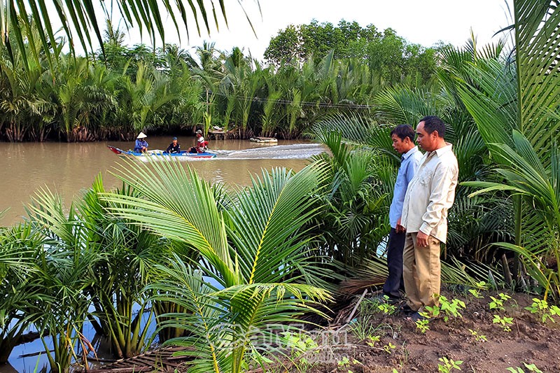 Cách trồng cây dừa nước