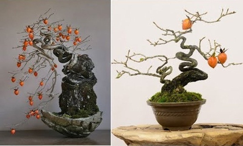 Ý nghĩa cây hồng ăn quả bonsai