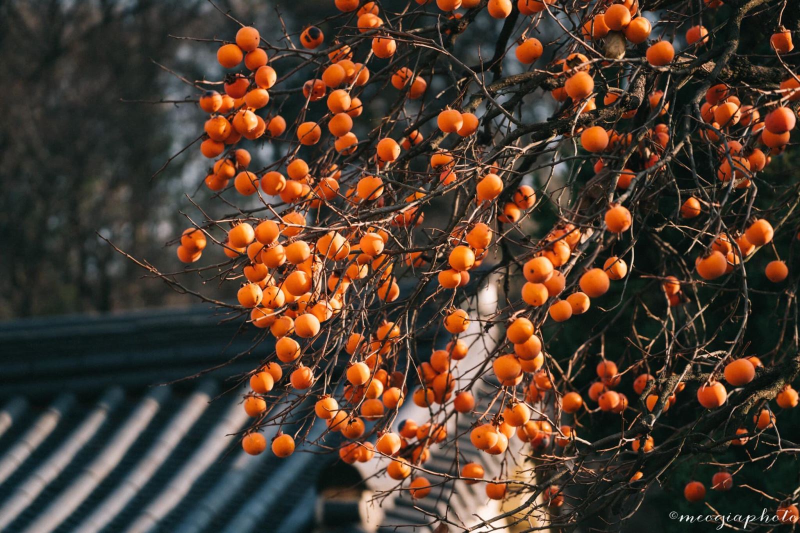 Hình ảnh cây hồng trong tự nhiên