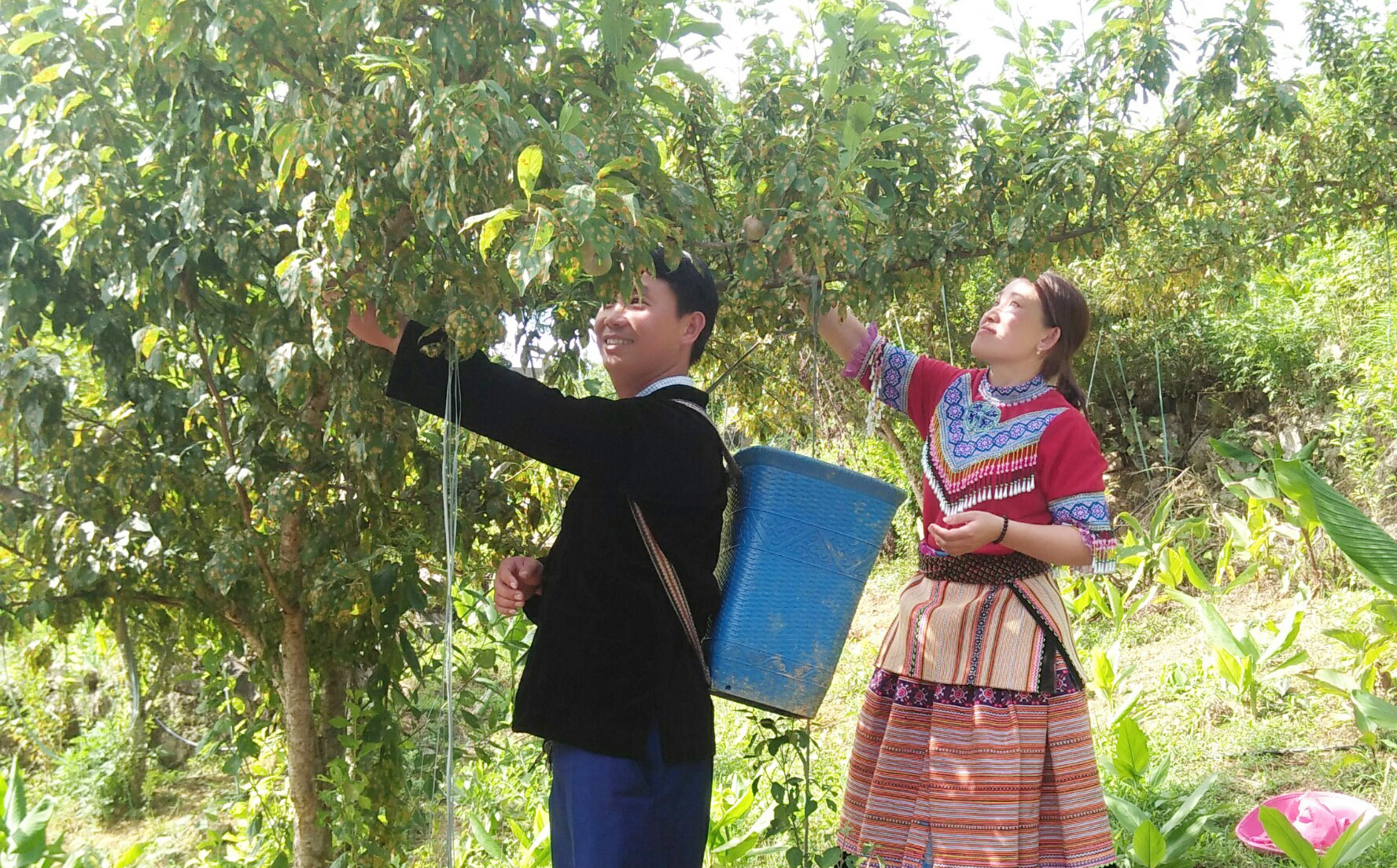 Cây mận cao bao nhiêu?