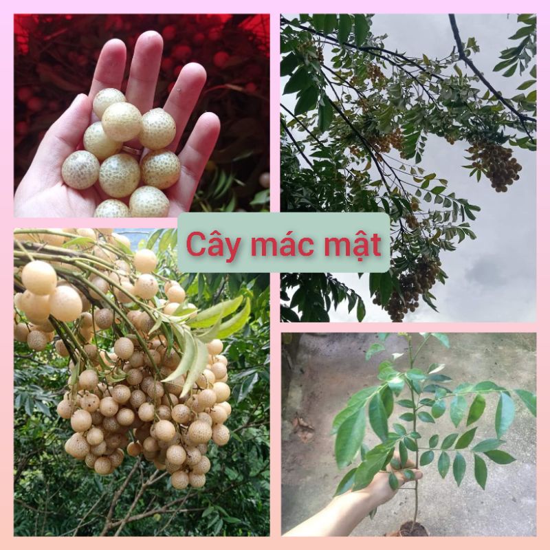 Cây mắc mật là cây gì?