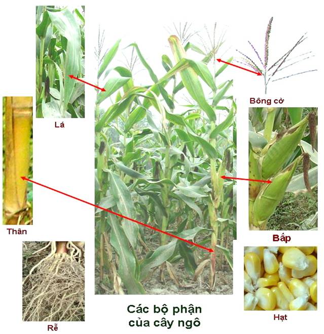 Đặc điểm của cây ngô