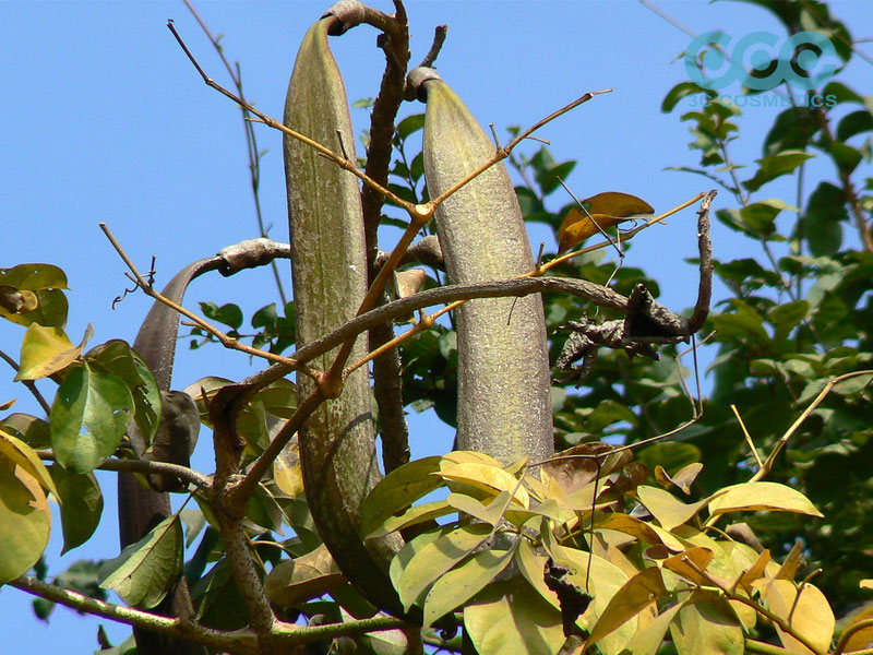 Hình ảnh cây núc nác trong tự nhiên